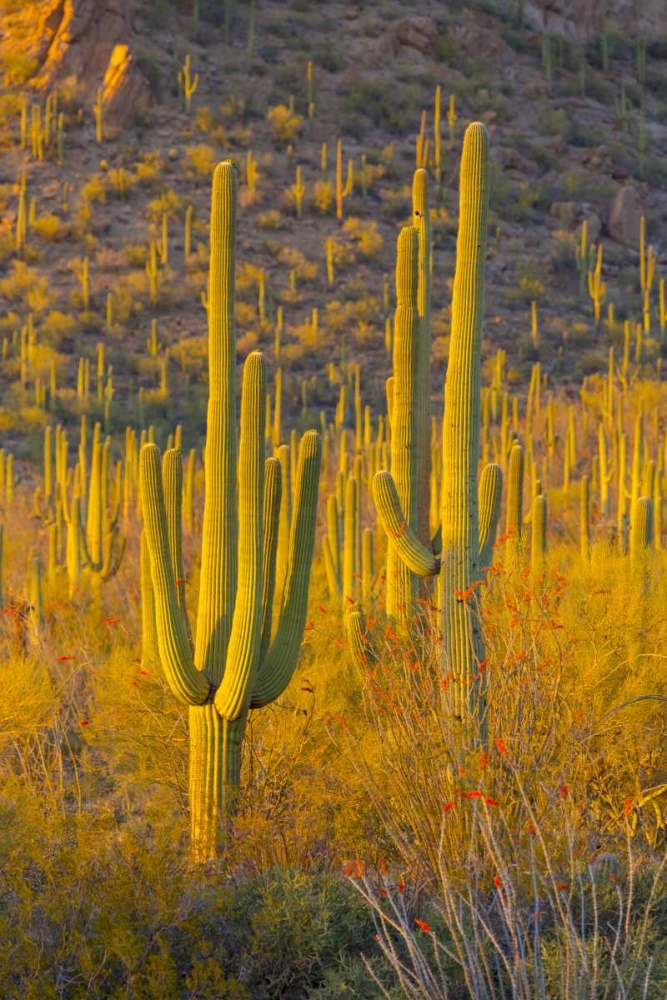 USA, Arizona, Tucson Desert sunset in Saguaro NP art print by Fred Lord for $57.95 CAD